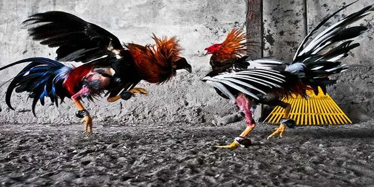 Cách Chơi Đá Gà GA28 Tại GO88 Bí Kíp Thắng Lớn Cho Người Mới